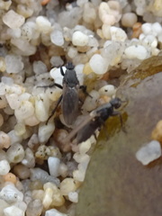 Coelopidae