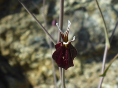 Streptanthus glandulosus niger