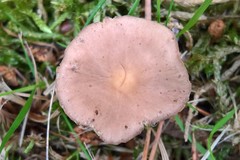 Calocybe carnea