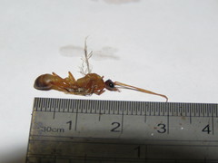 Myrmecia desertorum