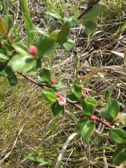 Cotoneaster apiculatus