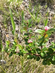 Cotoneaster apiculatus
