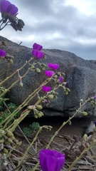 Cistanthe grandiflora