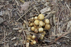 Kuehneromyces marginellus