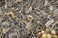 Kuehneromyces marginellus