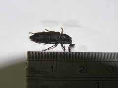 Rhipiceridae