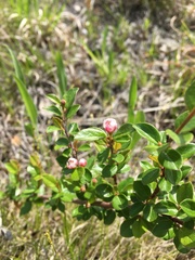 Cotoneaster apiculatus