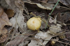 Kuehneromyces marginellus