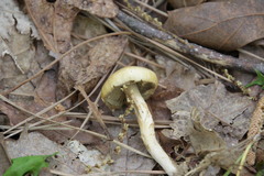 Kuehneromyces marginellus