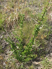 Cotoneaster apiculatus