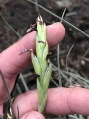 Tillandsia baileyi