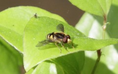 Parhelophilus flavifacies