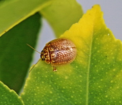 Paropsisterna decolorata