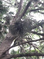 Tillandsia baileyi