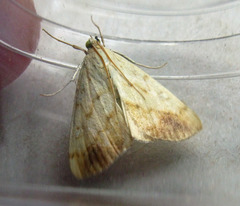 Evergestis extimalis