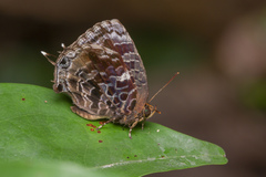 Arhopala abseus