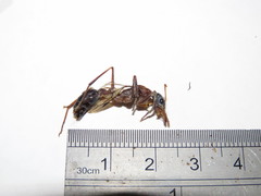 Myrmecia desertorum