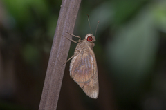 Erionota acroleuca apicalis