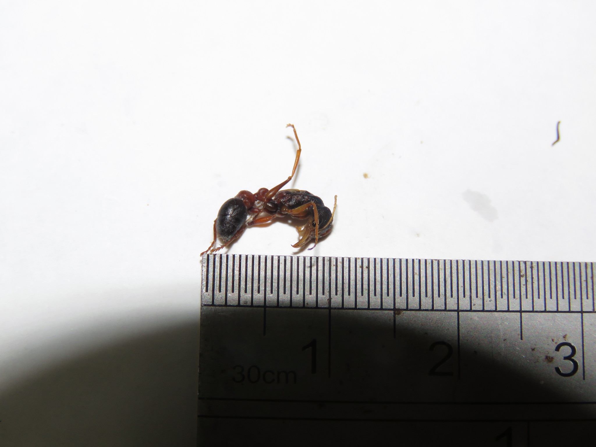Myrmecia picta