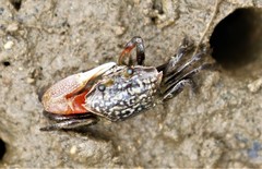 Austruca occidentalis