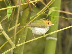 Abroscopus albogularis