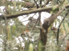 Hierococcyx sparverioides