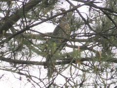 Hierococcyx sparverioides