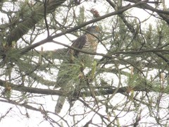 Hierococcyx sparverioides