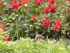 Pterorhinus lanceolatus