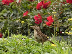 Pterorhinus lanceolatus