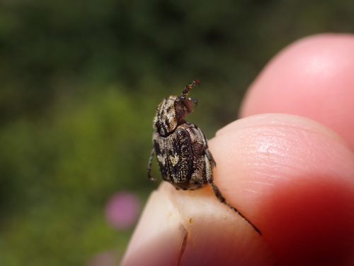 krivonožec polokrídly (Valgus hemipterus)