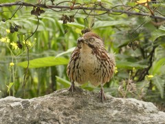 Pterorhinus lanceolatus