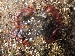 Watersipora cucullata