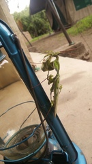 Idolomantis diabolica