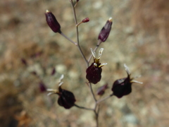 Streptanthus glandulosus niger