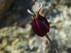 Streptanthus glandulosus niger