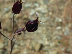 Streptanthus glandulosus niger