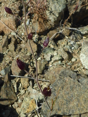 Streptanthus glandulosus niger