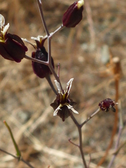 Streptanthus glandulosus niger