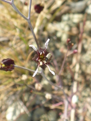 Streptanthus glandulosus niger