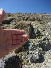 Streptanthus glandulosus niger