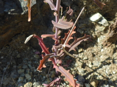 Streptanthus glandulosus niger