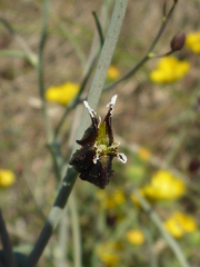 Streptanthus glandulosus niger