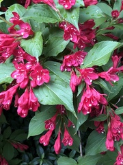 Weigela floribunda
