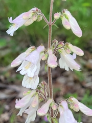 Penstemon brevisepalus