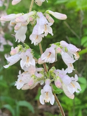 Penstemon brevisepalus