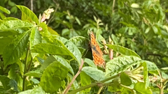 Polygonia c-album