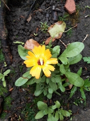 Calendula officinalis