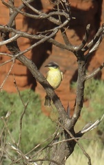 Ptilotula keartlandi