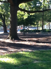 Sciurus carolinensis